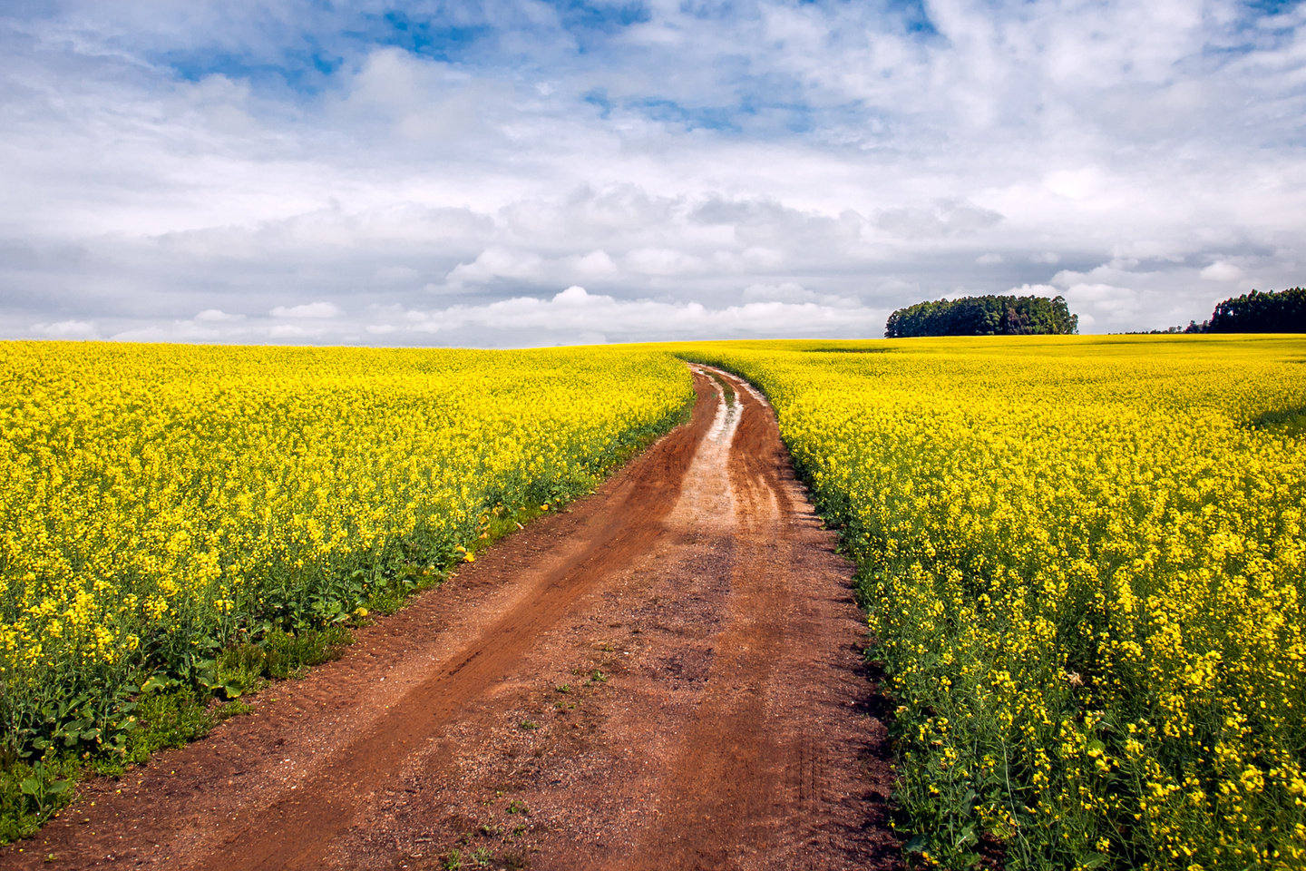 Canola